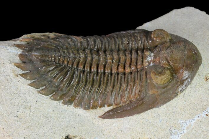 Reddish-Brown Hollardops Trilobite - Morocco #165886